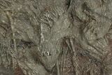 Silurian Fossil Crinoid (Scyphocrinites) Plate - Morocco #255720-3